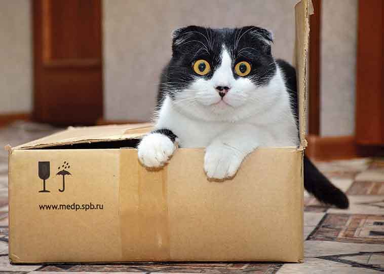 come mai i gatti amano le scatole gatto dentro una scatola