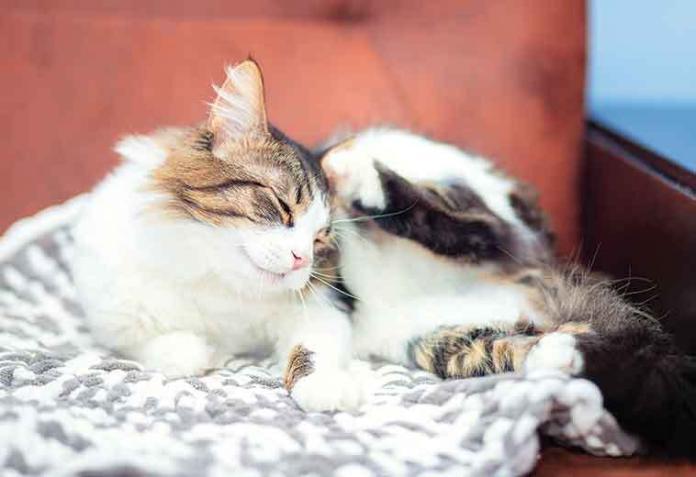 Zecche-e-pulci:-rimedi-naturali