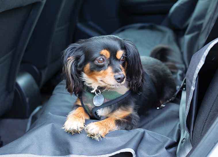 Come trasportare il cane in auto un bellissimo canino sui sedili di dietro in auto