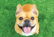 iStock-1175647482-cosa-rende-felice-il-tuo-cane