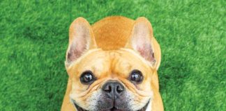 iStock-1175647482-cosa-rende-felice-il-tuo-cane