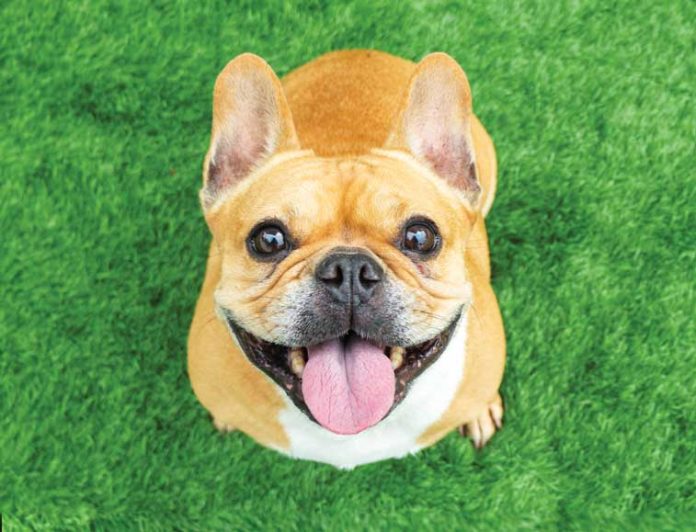 iStock-1175647482-cosa-rende-felice-il-tuo-cane