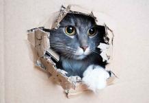 Perché i gatti amano le scatole? Gatti-che-amano-le-scatole
