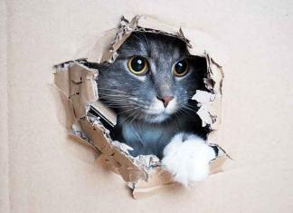 Perché i gatti amano le scatole? Gatti-che-amano-le-scatole