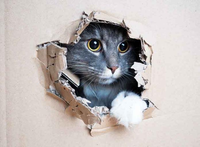 Gatti-che-amano-le-scatole