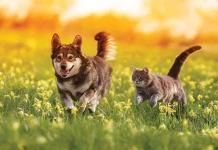 equilibrio-energetico