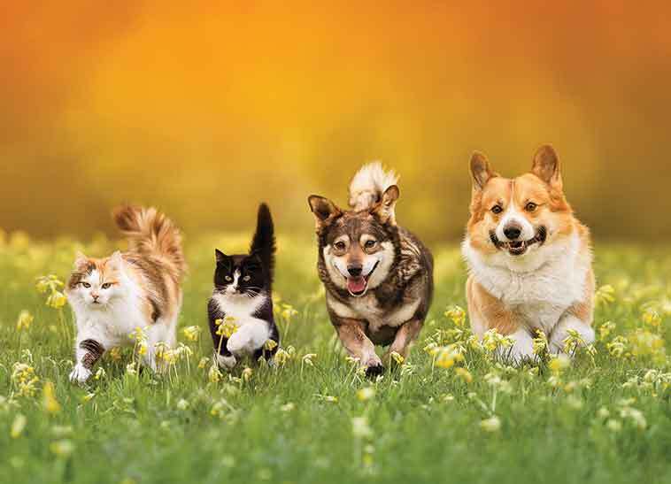 Cani e gatti che corrono in un prato