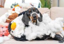 Il Cane in adolescenza Adolescenza-del-cane-distruttivo
