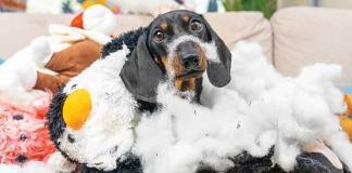 Adolescenza-del-cane-distruttivo