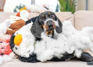 Il Cane in adolescenza Adolescenza-del-cane-distruttivo