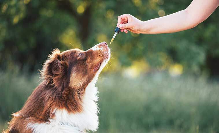 Benessere con i fiori australiani per i pet nella foto un cane che prende delle goccie di fiori australiani