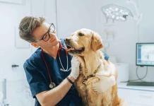 La displasia dell’anca nei cani dispasia-dell'anca-nei-cani