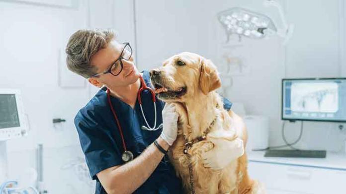 iStock-1516379960-controllo-veterinario-diplasia-cane dispasia-dell'anca-nei-cani