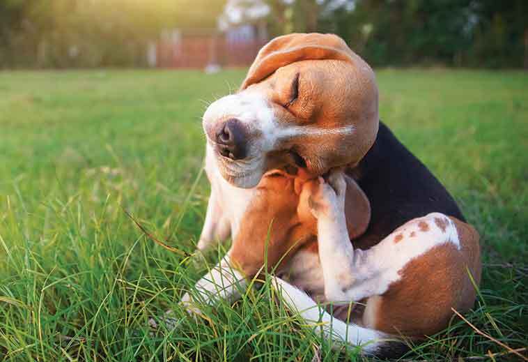 Zecche e pulci: rimedi naturali un cane che si gratta 