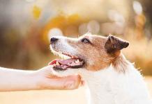 Come rendere felice il cane Come-rendere-felice-il-cane