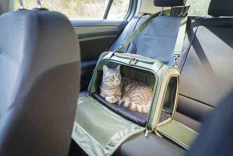Gatto nel trasportino