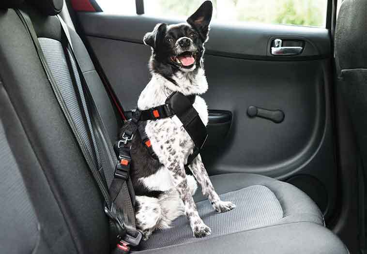 Cane sopra i sedile dell'auto