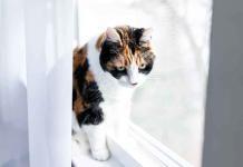 Segnali di malessere o disagio nel gatto segnali-di-disagio-o-malessere-nel-gatto