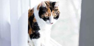 segnali-di-disagio-o-malessere-nel-gatto