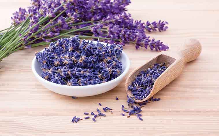 Fiori per un equilibrio energetico degli animali