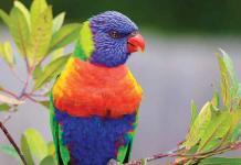 Cosa dicono i colori dei pappagalli I-colori-dei-pappagalli