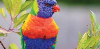 I-colori-dei-pappagalli