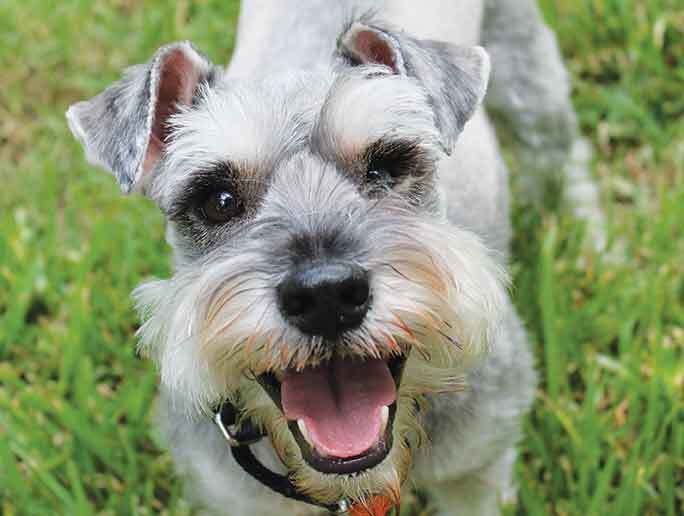Cane felice in primo piano