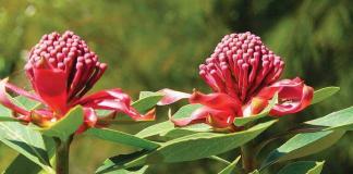 Fiori-australiani-benessere-per-pet