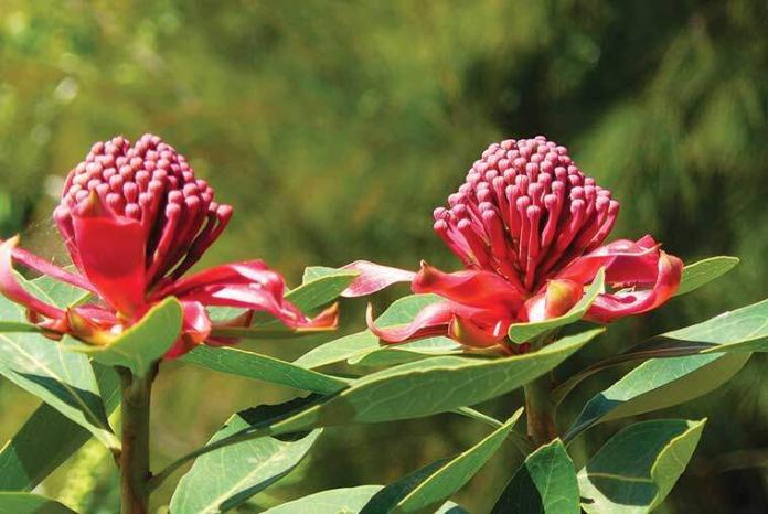 waratah-fiori-australiani-cani-gatti Fiori-australiani-benessere-per-pet