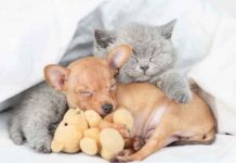 arriva-un-nuovo-cucciolo-o-gattino