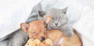 arriva-un-nuovo-cucciolo-o-gattino