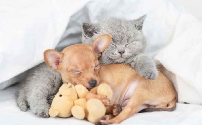 arriva-un-nuovo-cucciolo-o-gattino