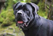 Le razze pericolose dei cani Razze-dei-cani-aggressivi