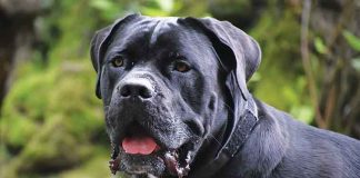 Razze-dei-cani-aggressivi