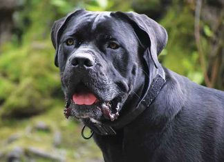 Le razze pericolose dei cani Razze-dei-cani-aggressivi