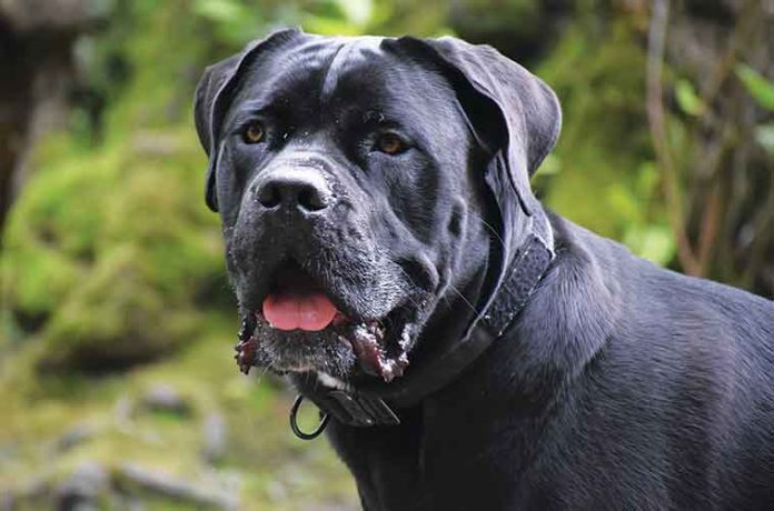 cane-corso- Razze-dei-cani-aggressivi