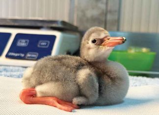 Due cuccioli di fenicotteri minori sono nati a Zoomarine! https://petfamily.it/eventi/il-parco-aquafelix-inaugura-la-stagione-con-il-pet-camper-tour/