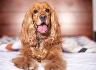 Divano, cibo e feste Divano-cibo-e-feste