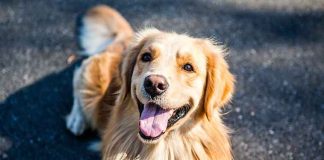 golden-retriever-dieta-cani-sterilizzati