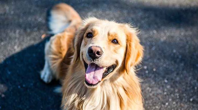 golden-retriever-dieta-cani-sterilizzati