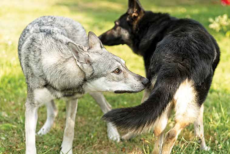 Due cani di razze aggressive che si annusano per conoscersi