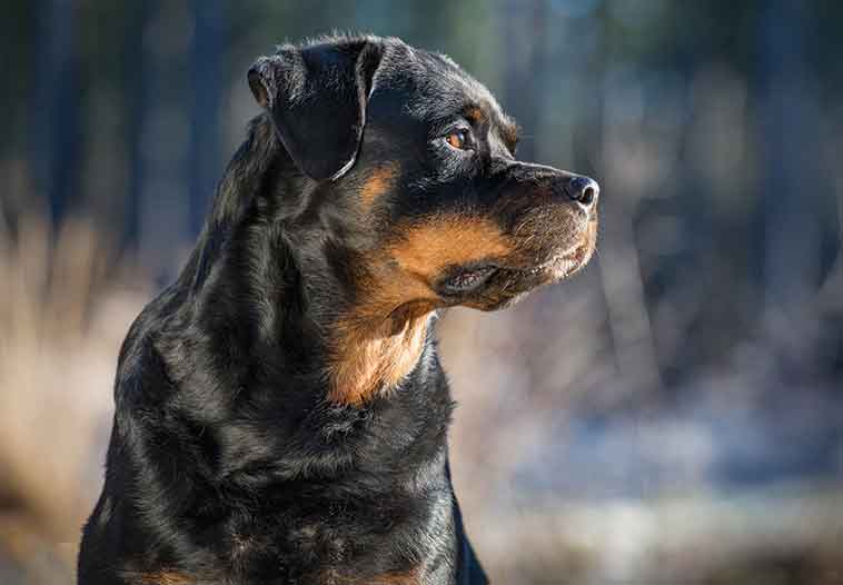 Razze pericolose di cane nella foto un cane definito pericoloso in primo piano