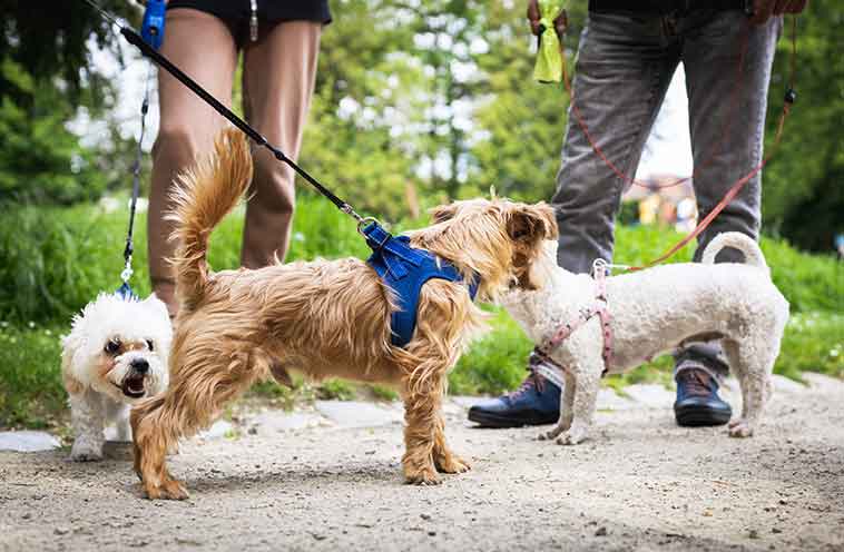 Cani al guinzaglio che cercano di conoscersi