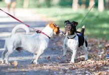 Evitiamo incontri tra cani al guinzaglio Cani-al-guinzaglio-meglio-evitare-gli-incontri