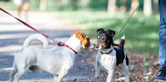 Cani-al-guinzaglio-meglio-evitare-gli-incontri