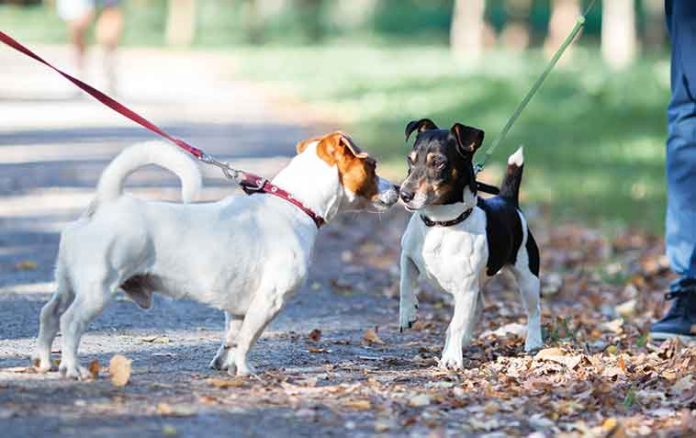 iStock-2176892225-cani-disagio-incontro-guinzaglio Cani-al-guinzaglio-meglio-evitare-gli-incontri