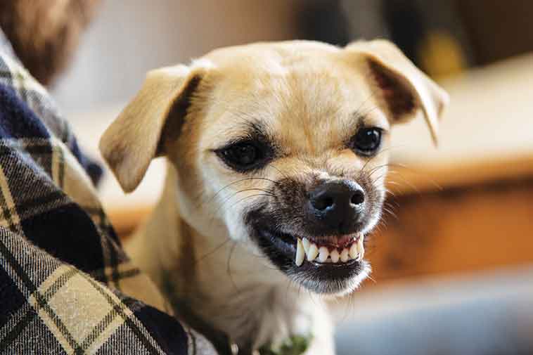 Cane che mostra i denti per aggressione