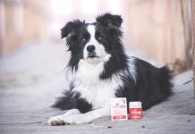 Intestino del cane e del gatto normalia-innovet-intestino-cane-gatto