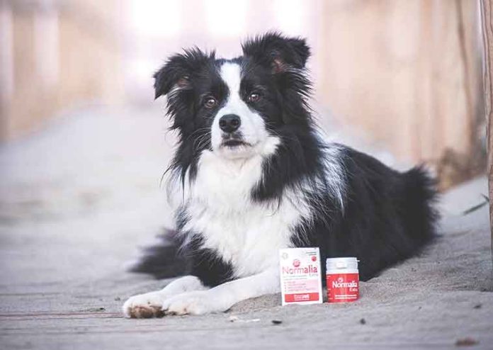 normalia-innovet-intestino-cane-gatto