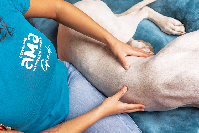 Operatrice Ama che massaggia un cane